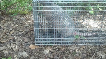 Armadillo Control: Trapping & Removal