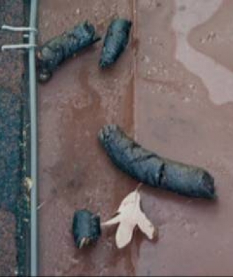 Raccoon scat on roof